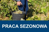 grafika